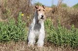 FOX TERRIER 058